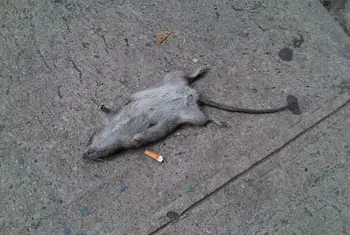 R.I.P. dead rat in DUMBO, by Tien Mao